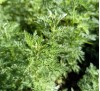 Artemisia pontica / Понтийски пелин, Кадънска кълка