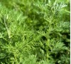Artemisia pontica / Понтийски пелин, Кадънска кълка