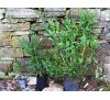 Buxus sempervirens arboviscus / Чемшир дървовиден