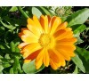 Calendula officinalis / Невен