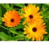 Calendula officinalis / Невен