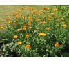 Calendula officinalis / Невен