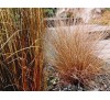 Carex buchananii Red Rooster / Бронзов карекс Червен петел