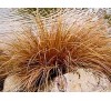 Carex buchananii Red Rooster / Бронзов карекс Червен петел