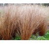 Carex buchananii Red Rooster / Бронзов карекс Червен петел