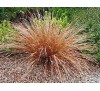 Carex buchananii Red Rooster / Бронзов карекс Червен петел