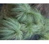 Carex comans Frosted Curls