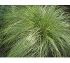 Carex comans Frosted Curls