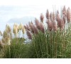 Cortaderia selloana / Кортадерия, Пампаска трева