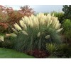 Cortaderia selloana / Кортадерия, Пампаска трева