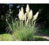 Cortaderia selloana / Кортадерия, Пампаска трева