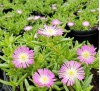 Delosperma Violet Wonder / Делосперма светло виолетова