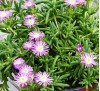 Delosperma Violet Wonder / Делосперма светло виолетова