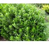 Euonymus japonicus / Японски чашкодрян
