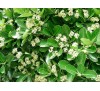 Euonymus japonicus / Японски чашкодрян