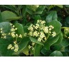 Euonymus japonicus / Японски чашкодрян