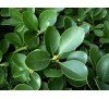 Euonymus japonicus / Японски чашкодрян