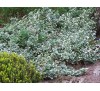 Euonymus fortunei "EMERALD GAIETY" / Радиканс бяло-зелен