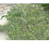 Euonymus fortunei "EMERALD GAIETY" / Радиканс бяло-зелен