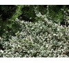 Euonymus fortunei "EMERALD GAIETY" / Радиканс бяло-зелен