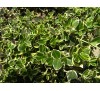 Euonymus fortunei "EMERALD GAIETY" / Радиканс бяло-зелен