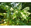 Gymnocladus dioicus,  Kentucky Coffeetree / Кентъки Кафеено Дърво