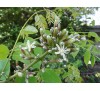 Gymnocladus dioicus,  Kentucky Coffeetree / Кентъки Кафеено Дърво