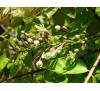 Gymnocladus dioicus,  Kentucky Coffeetree / Кентъки Кафеено Дърво