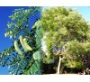 Gymnocladus dioicus,  Kentucky Coffeetree / Кентъки Кафеено Дърво