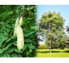 Gymnocladus dioicus,  Kentucky Coffeetree / Кентъки Кафеено Дърво
