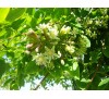 Gymnocladus dioicus,  Kentucky Coffeetree / Кентъки Кафеено Дърво