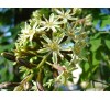 Gymnocladus dioicus,  Kentucky Coffeetree / Кентъки Кафеено Дърво