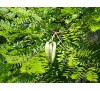 Gymnocladus dioicus,  Kentucky Coffeetree / Кентъки Кафеено Дърво