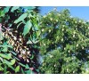 Gymnocladus dioicus,  Kentucky Coffeetree / Кентъки Кафеено Дърво