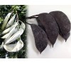 Gymnocladus dioicus,  Kentucky Coffeetree / Кентъки Кафеено Дърво