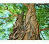 Gymnocladus dioicus,  Kentucky Coffeetree / Кентъки Кафеено Дърво