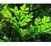 Gymnocladus dioicus,  Kentucky Coffeetree / Кентъки Кафеено Дърво