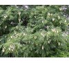 Gymnocladus dioicus,  Kentucky Coffeetree / Кентъки Кафеено Дърво