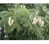 Gymnocladus dioicus,  Kentucky Coffeetree / Кентъки Кафеено Дърво