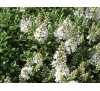 Hebe pinguifolia, Hebe topiaria / Хебе дебелолистно