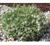 Hebe pinguifolia, Hebe topiaria / Хебе дебелолистно