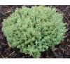 Hebe pinguifolia, Hebe topiaria / Хебе дебелолистно