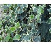 Hedera helix Glacier / Бръшлян - пъстролистен