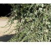 Hedera helix Glacier / Бръшлян - пъстролистен