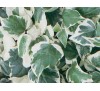 Hedera helix Glacier / Бръшлян - пъстролистен