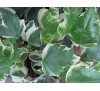 Hedera helix Glacier / Бръшлян - пъстролистен