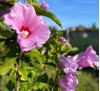 Hibiscus / Хибискус градински - розов, дървовидна ружа