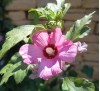 Hibiscus / Хибискус градински - розов, дървовидна ружа