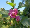 Hibiscus / Хибискус градински - розов, дървовидна ружа