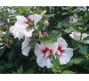 Hibiscus / Хибискус градински, дървовидна ружа